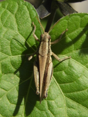 Dichroplus elongatus