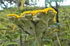 Helichrysum umbraculigerum