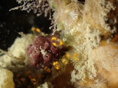 Pycnoclavella aurilucens