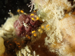 Pycnoclavella aurilucens