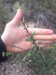 Genista triacanthos