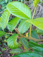 Cupania americana