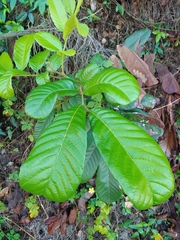 Cupania americana