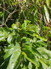 Cupania americana