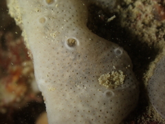 Lissoclinum perforatum