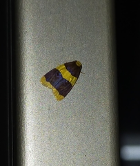 Heterallactis phlogozona