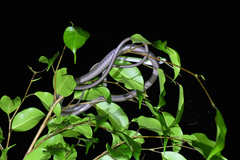 Leptophis