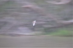 Chordeiles rupestris