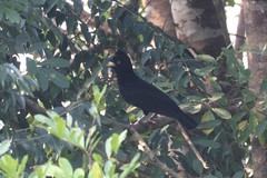 Cephalopterus ornatus