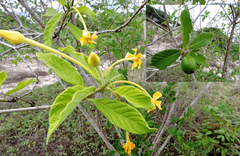 Tocoyena formosa