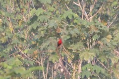 Ramphocelus nigrogularis