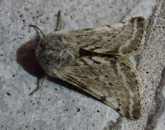 Lycia florentina