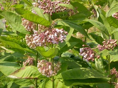 Asclepias exaltata × syriaca