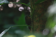 Premnoplex brunnescens