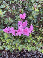 Rhododendron
