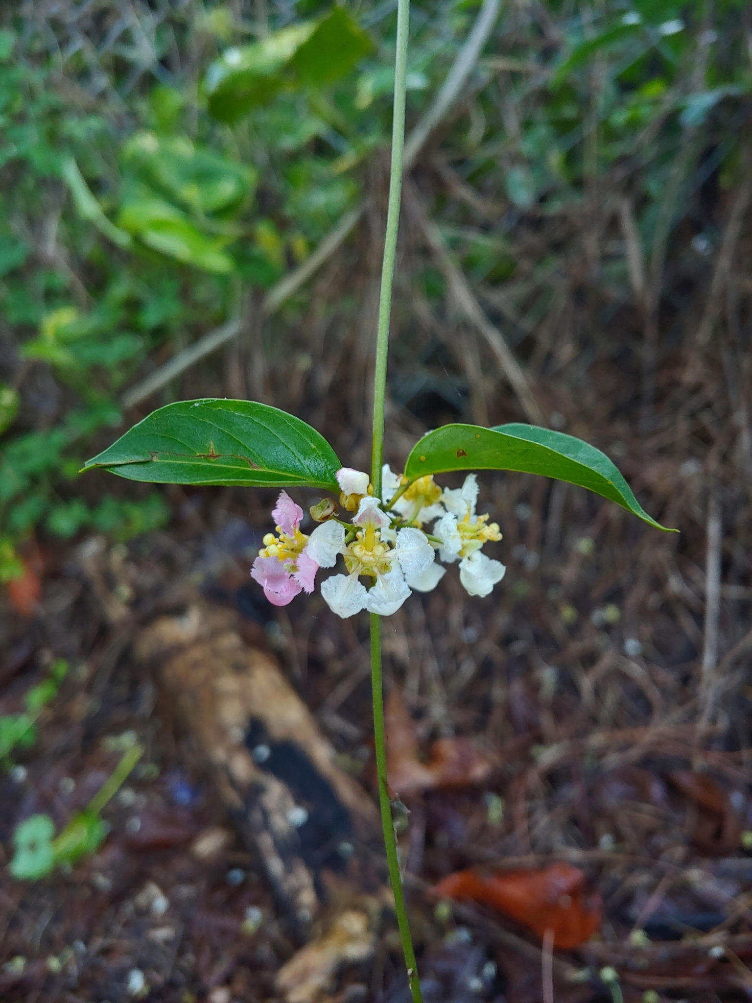 Caapi (Banisteriopsis caapi)  iNaturalist