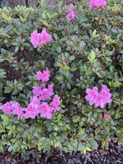 Rhododendron