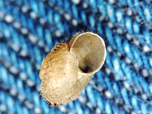 Ponentina revelata