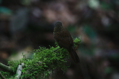 Premnoplex brunnescens