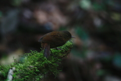 Premnoplex brunnescens