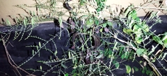 Andrographis paniculata