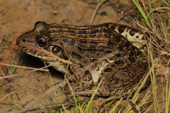 Leptodactylus macrosternum