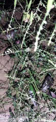 Andrographis paniculata