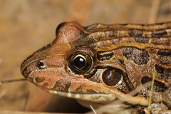 Leptodactylus macrosternum