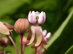Asclepias exaltata × syriaca