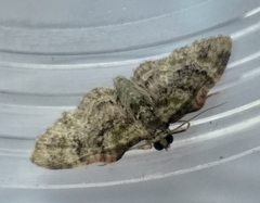 Chloroclystis muscosa