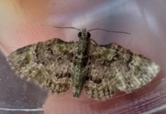 Chloroclystis muscosa