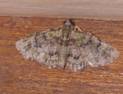 Chloroclystis muscosa