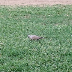 Streptopelia decaocto