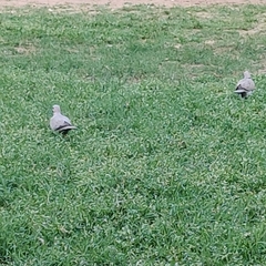 Streptopelia decaocto