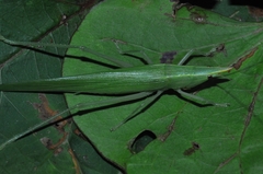 Neoconocephalus flavirostris
