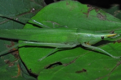 Neoconocephalus flavirostris