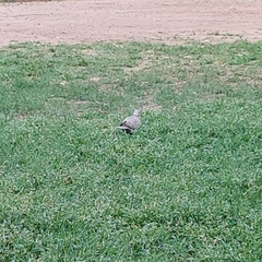 Streptopelia decaocto