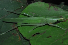 Neoconocephalus flavirostris