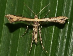 Bipunctiphorus dimorpha