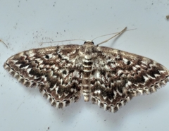 Scopula inscriptata