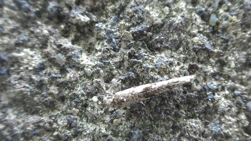 Citrus Ermel