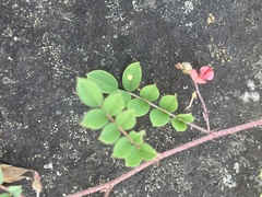 Indigofera adenoides