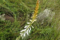 Kniphofia gracilis