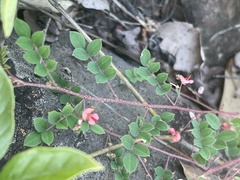 Indigofera adenoides