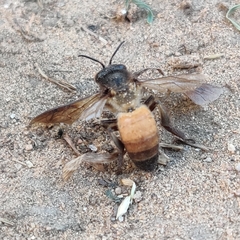 Apis dorsata