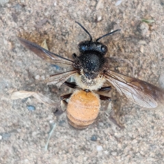 Apis dorsata