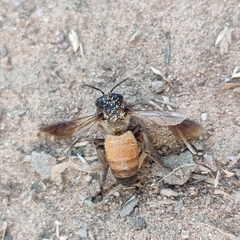 Apis dorsata