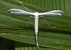 Pterophorus ceraunia