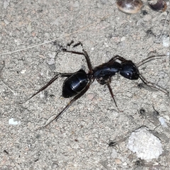 Camponotus