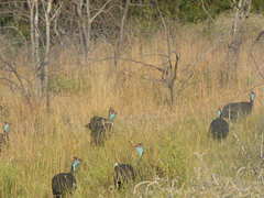 Numida meleagris mitratus